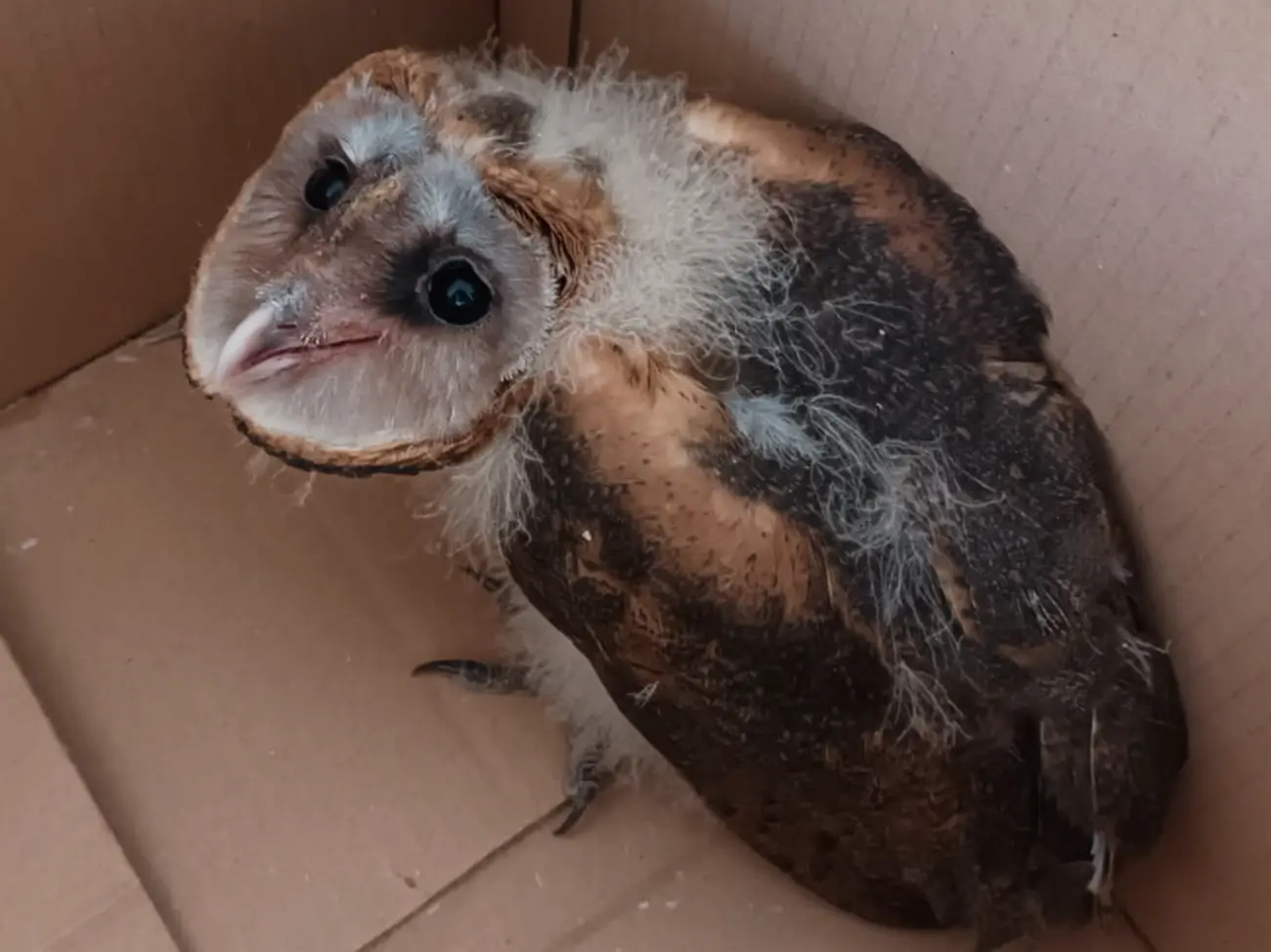 Programa atención primaria a fauna silvestre