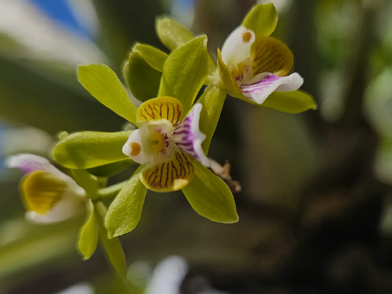 Programa conservación de orquídeas nativas