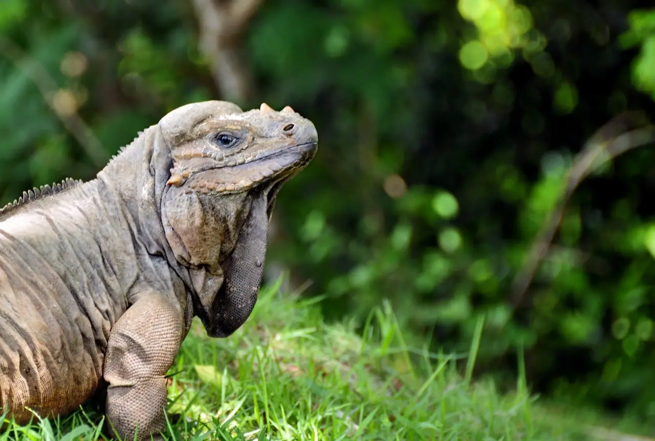 Programa monitoreo de fauna silvestre