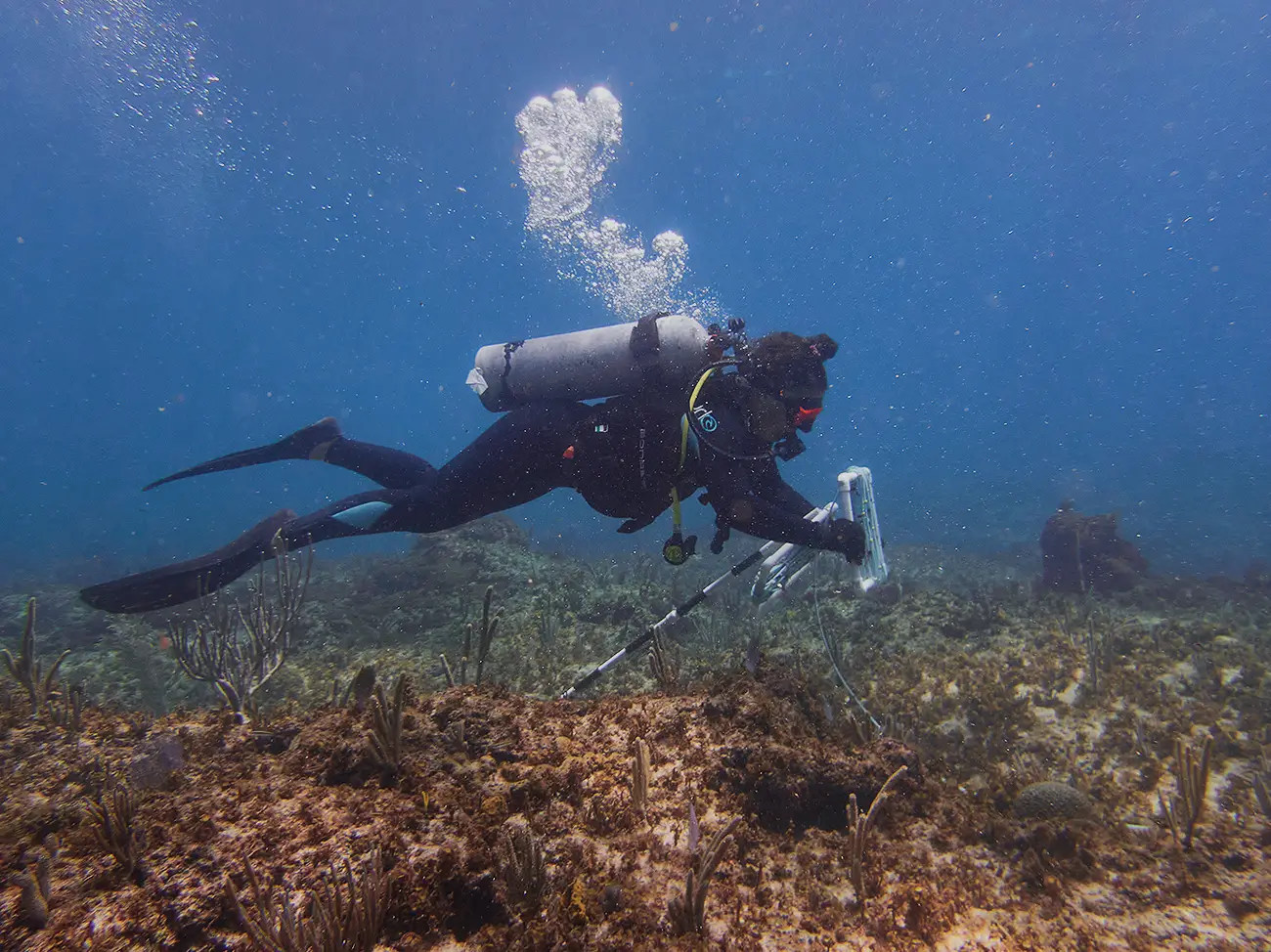 Programa de monitoreo de salud arrecifal y de enfermedades de coral