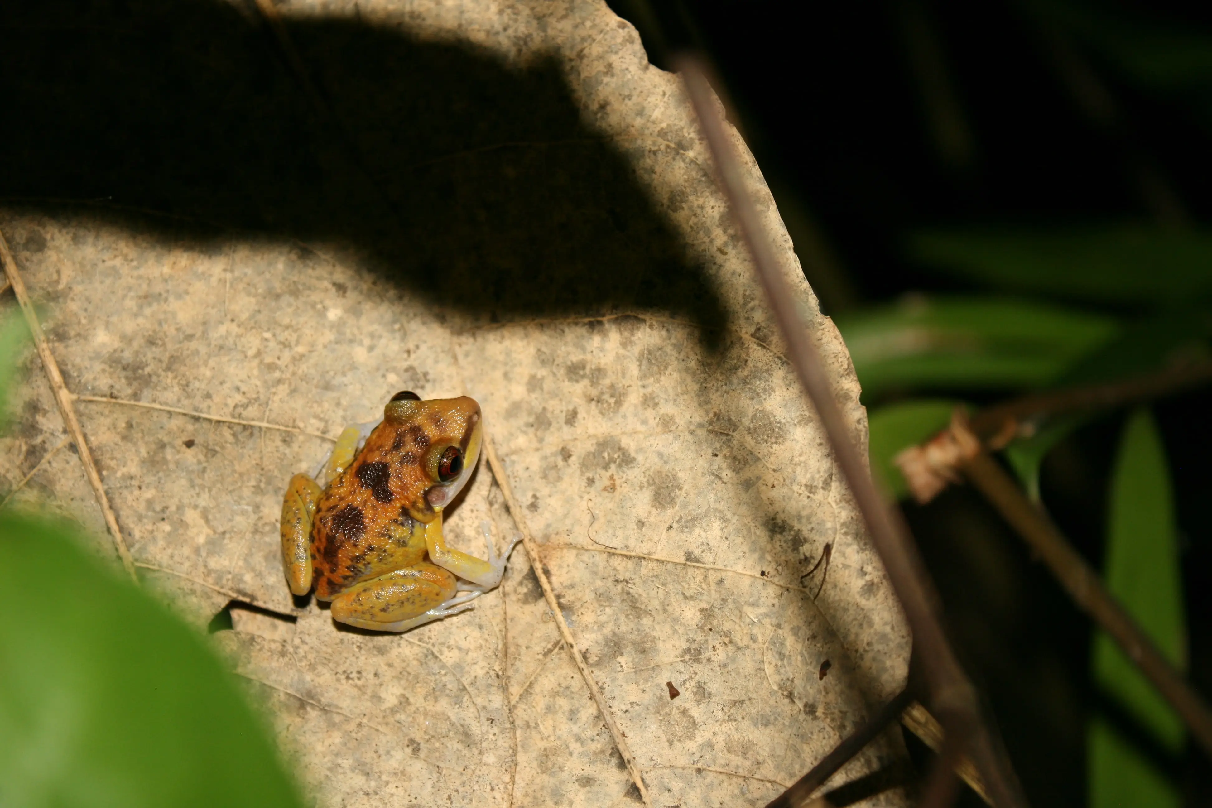 Programa protección de especies de fauna amenazadas