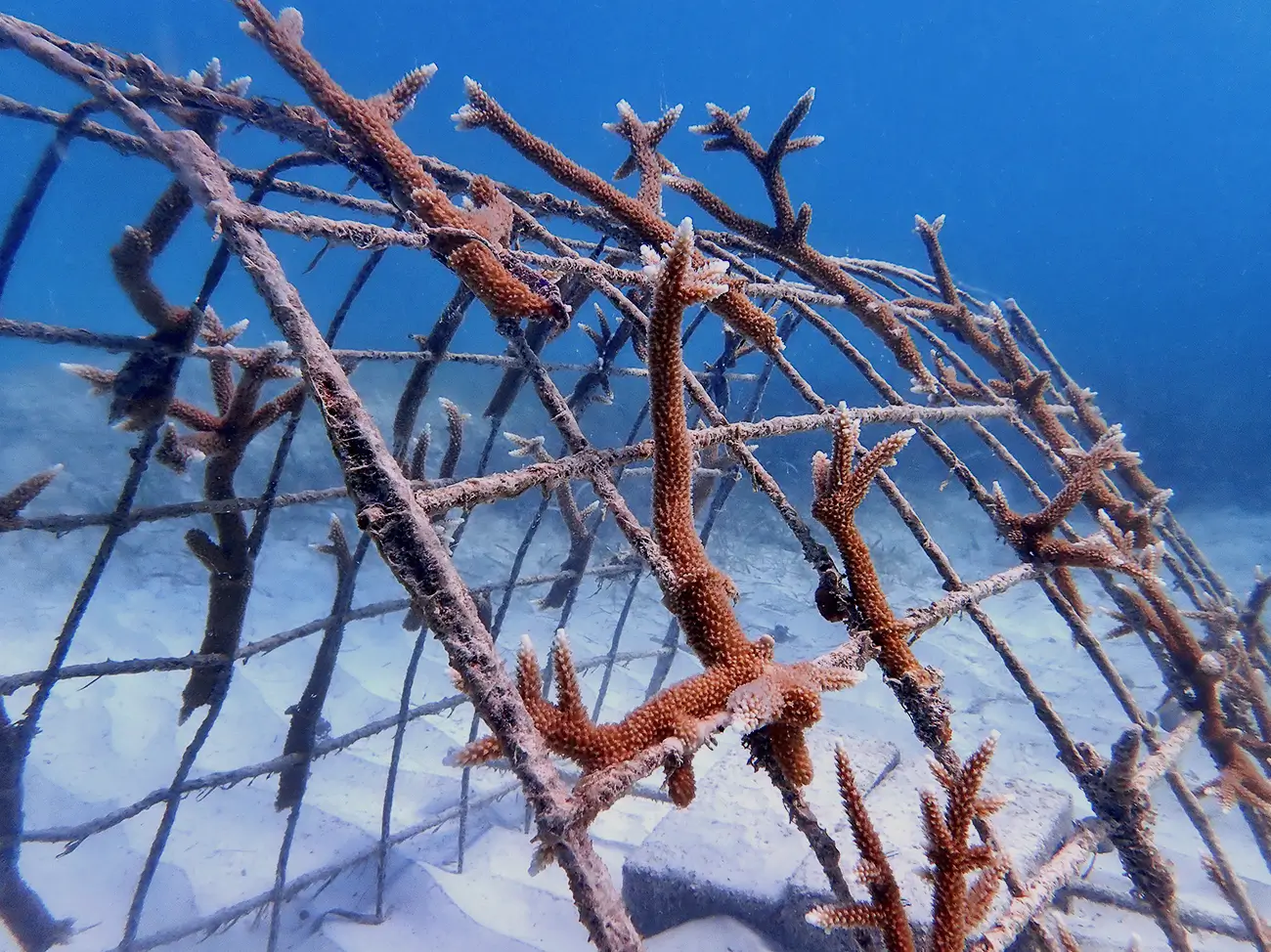 Programa rehabilitación de arrecifes de coral