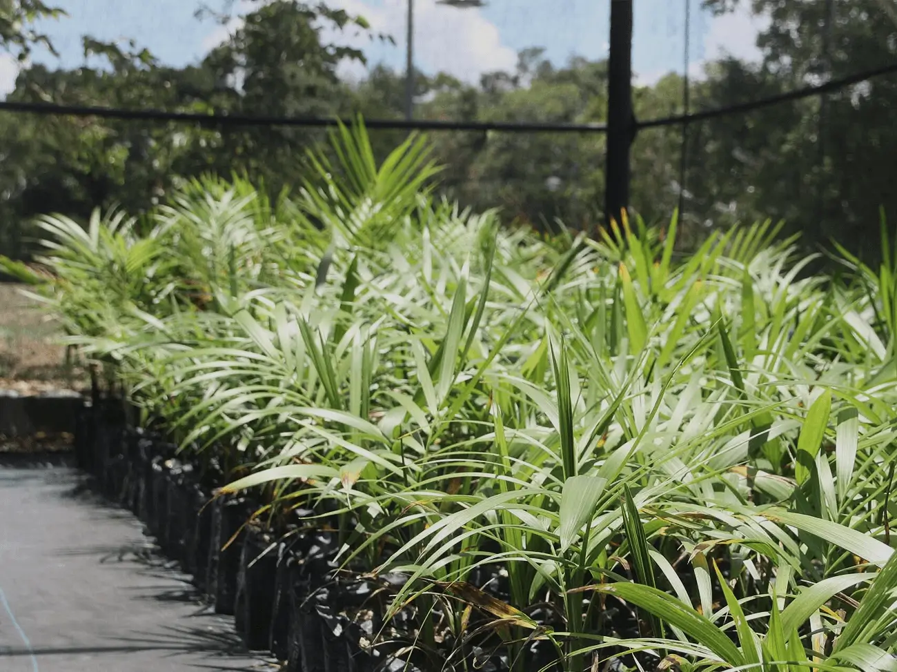 Programa reproducción de plantas nativas y endémicas amenazadas